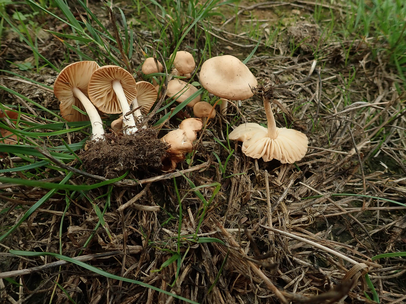 Photo © Penny Cullington Marasmius oreades by Penny Cullington